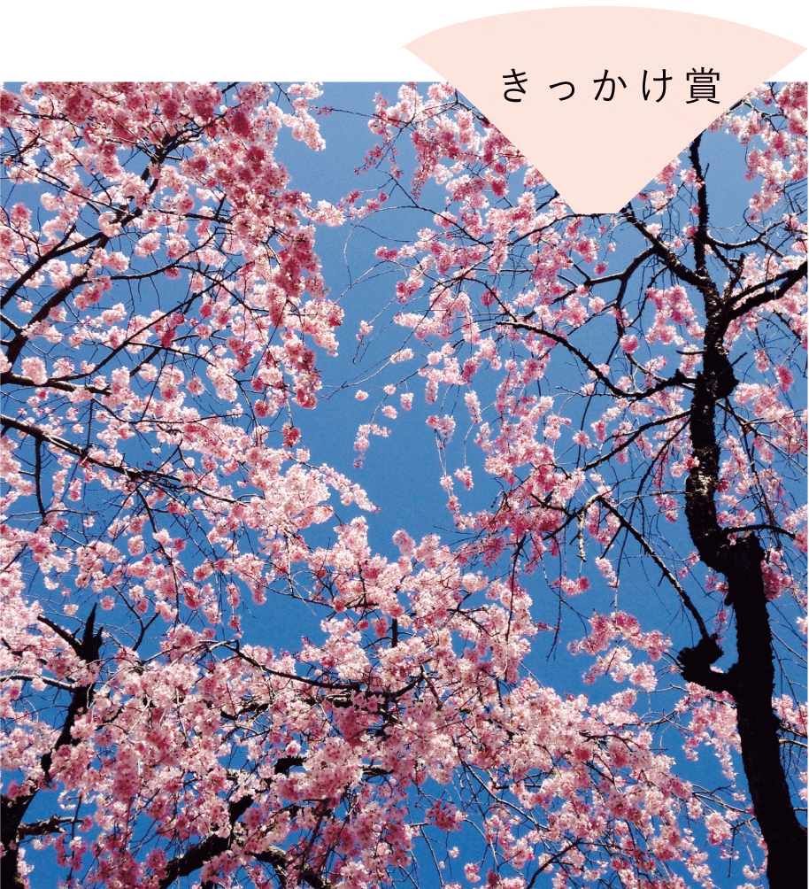 きっかけ賞 「三嶋大社の桜」　楓さん