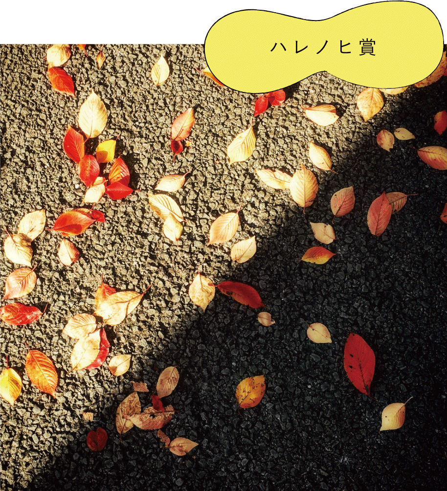 ハレノヒ賞 「Autumn Contrast」　ヒロタカさん