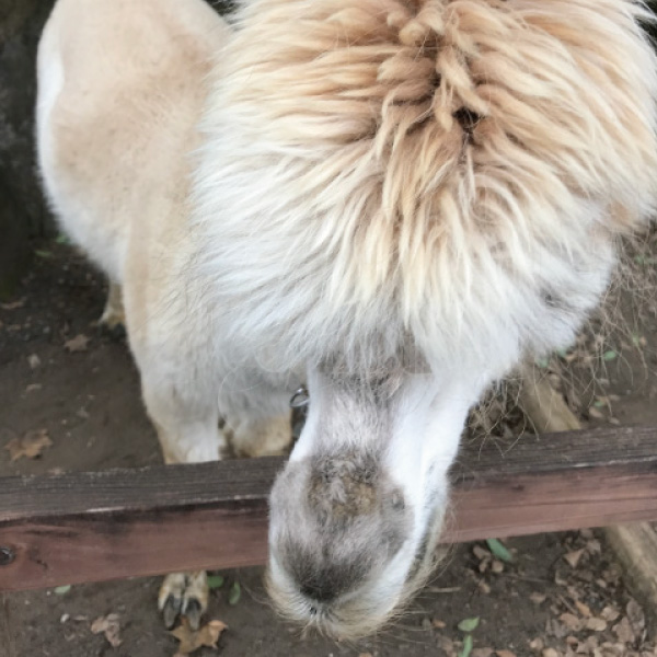 「これはなに？」