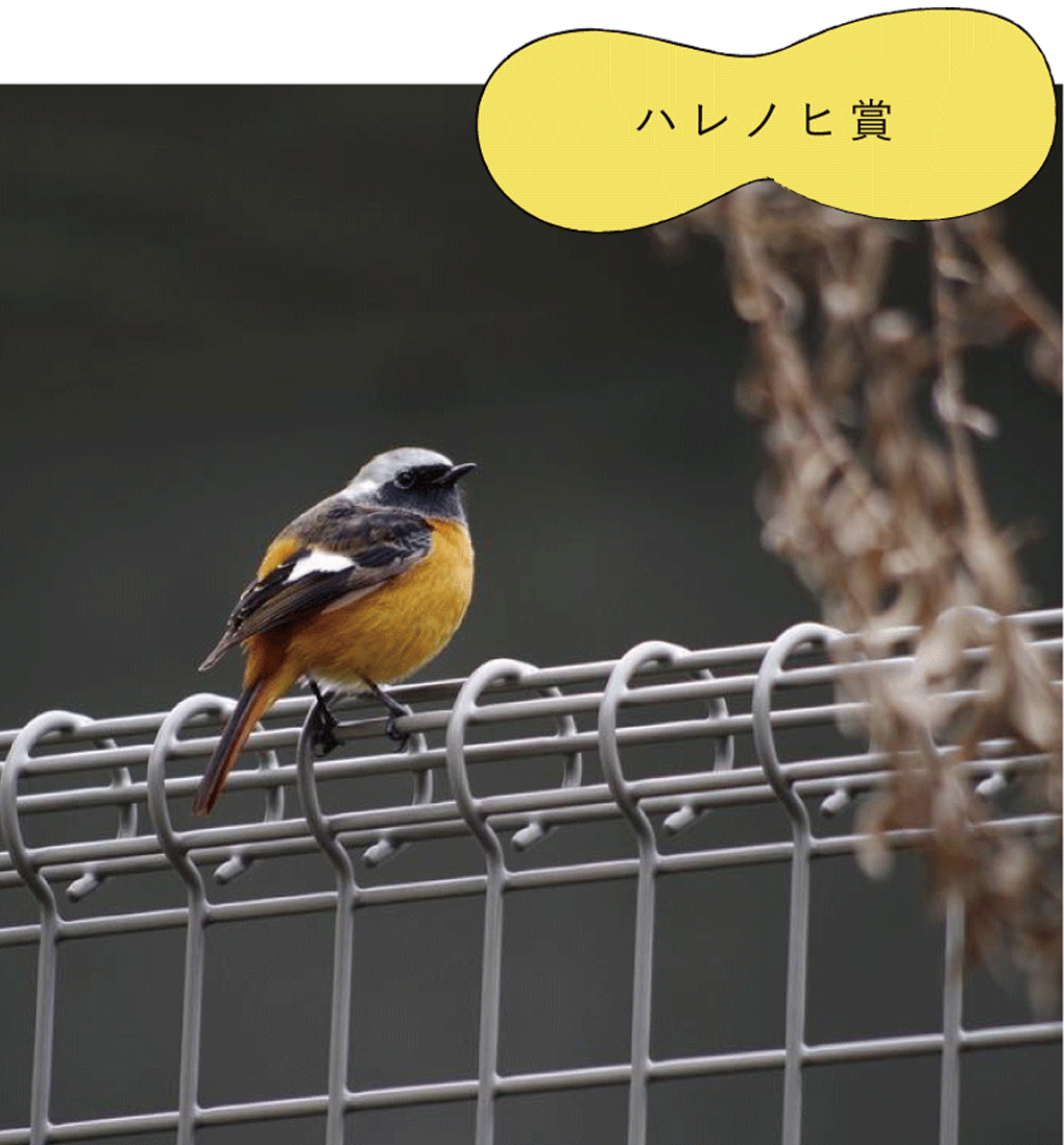 ハレノヒ賞「無題」