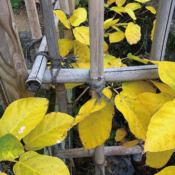 「黄色い、黄色い」