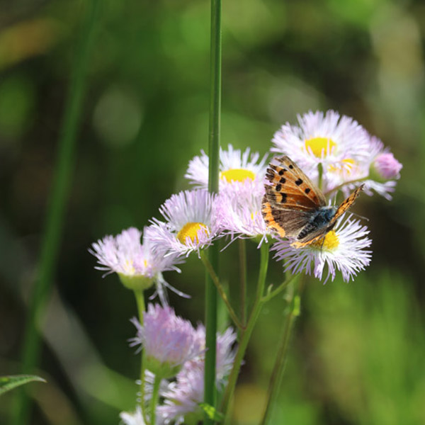 「ハルジオンと蝶々」