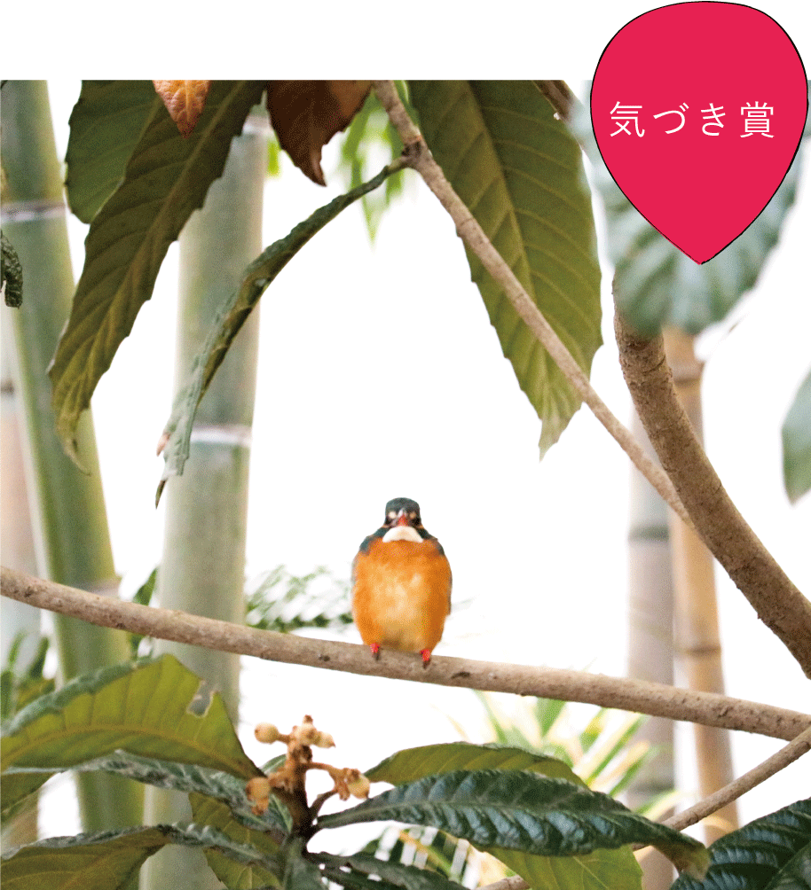 気づき賞 「カワセミペンギン 」　ほたるさん