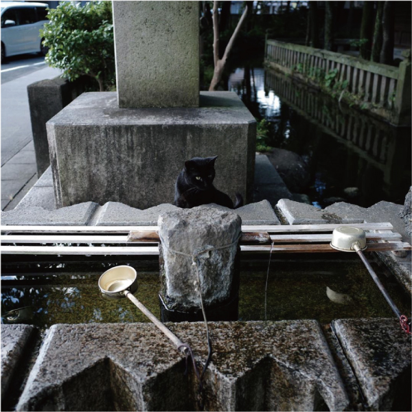 「まちねこちゃんの熱中症対策」