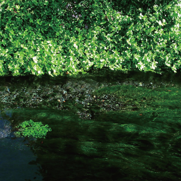 「いろいろな緑」