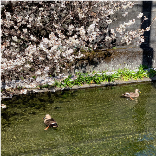 「サクラサク」