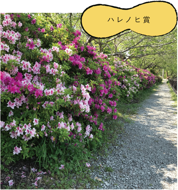ハレノヒ賞「ツツジが綺麗で見惚れちゃう」