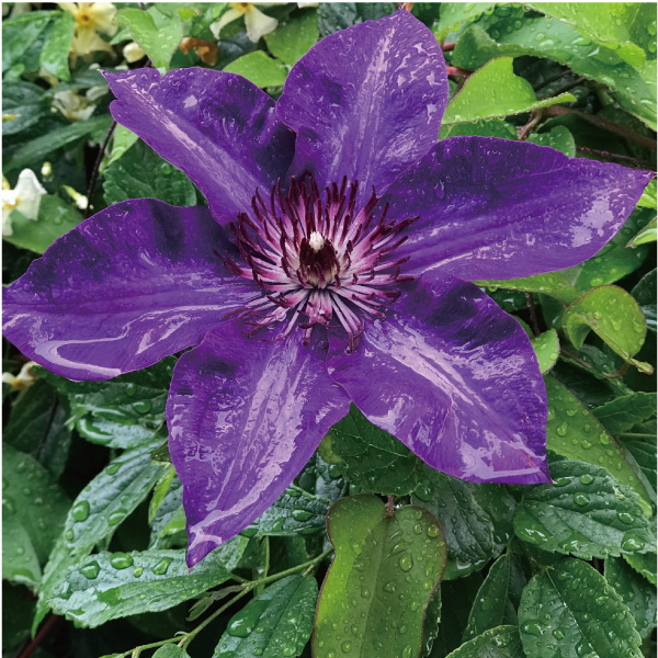 「Clematis The President」