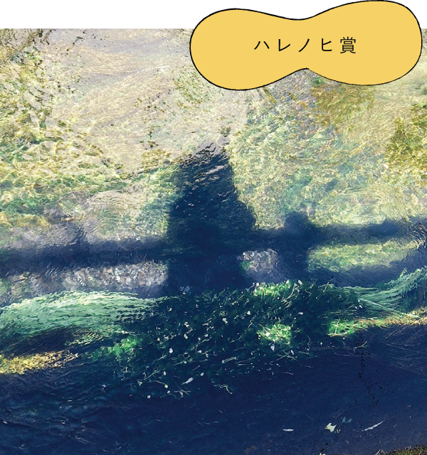 ハレノヒ賞「三島梅花藻」