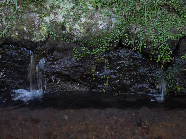 源兵衛川散策路