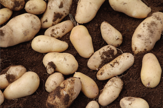 掘り起こしたての馬鈴薯は白く艶やかな肌をしています。