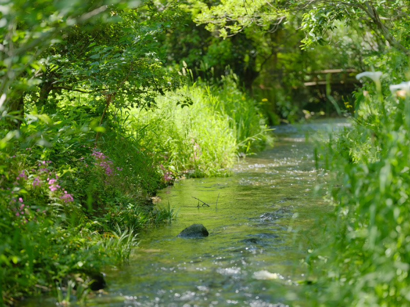 源兵衛川は水の苑緑地を抜け、中郷温水池へ流れ込みます。