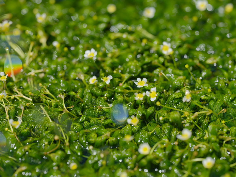 揺れる可憐な小さい花をつける「三島梅花藻」。