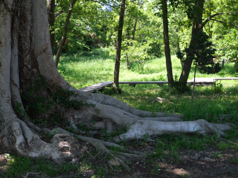 公園内には木道も整備され、四季を満喫できます。